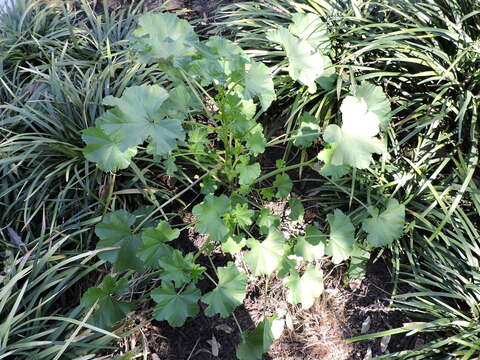 Image of common mallow