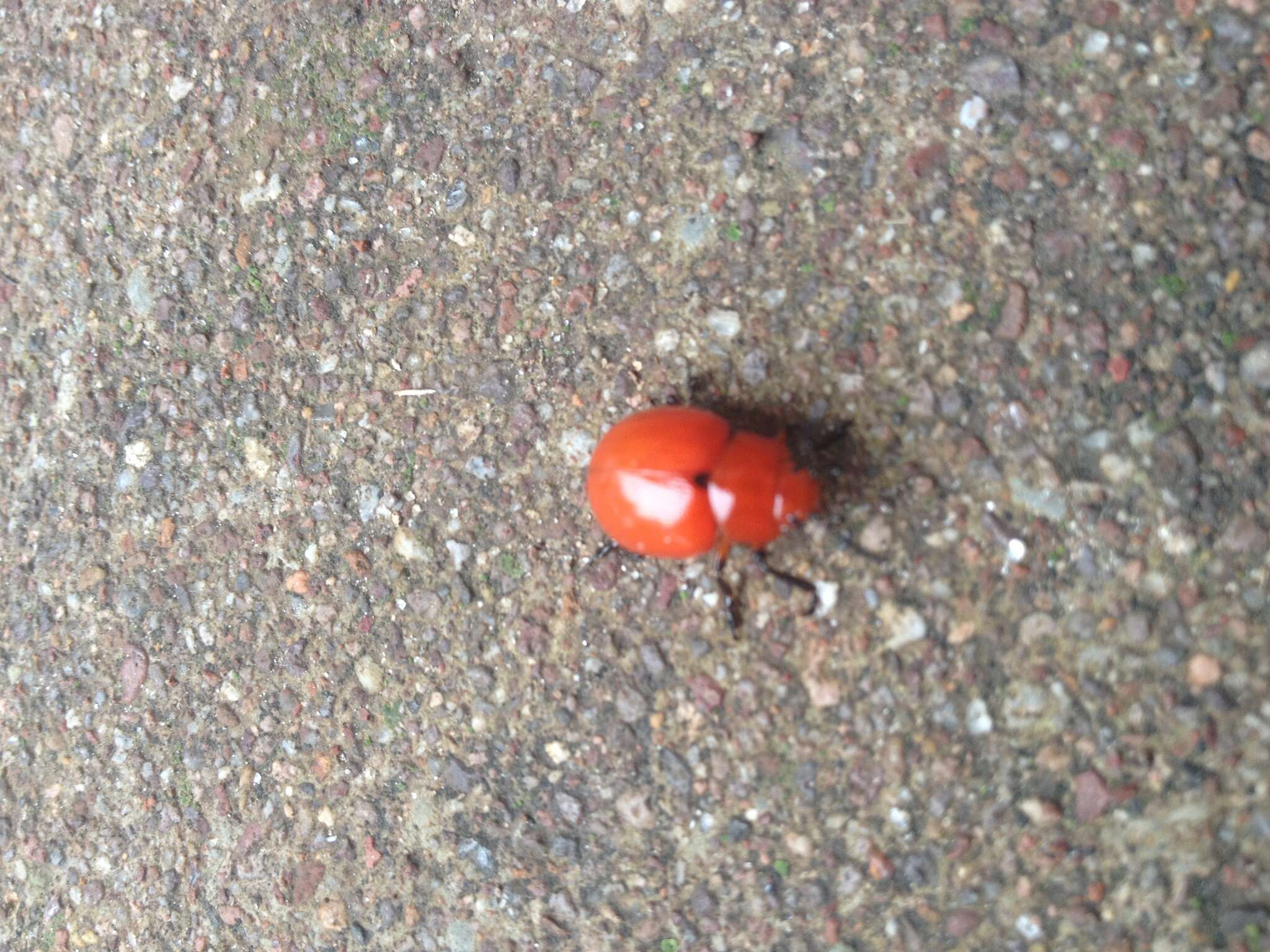 Image of Reddish Potato Beetle