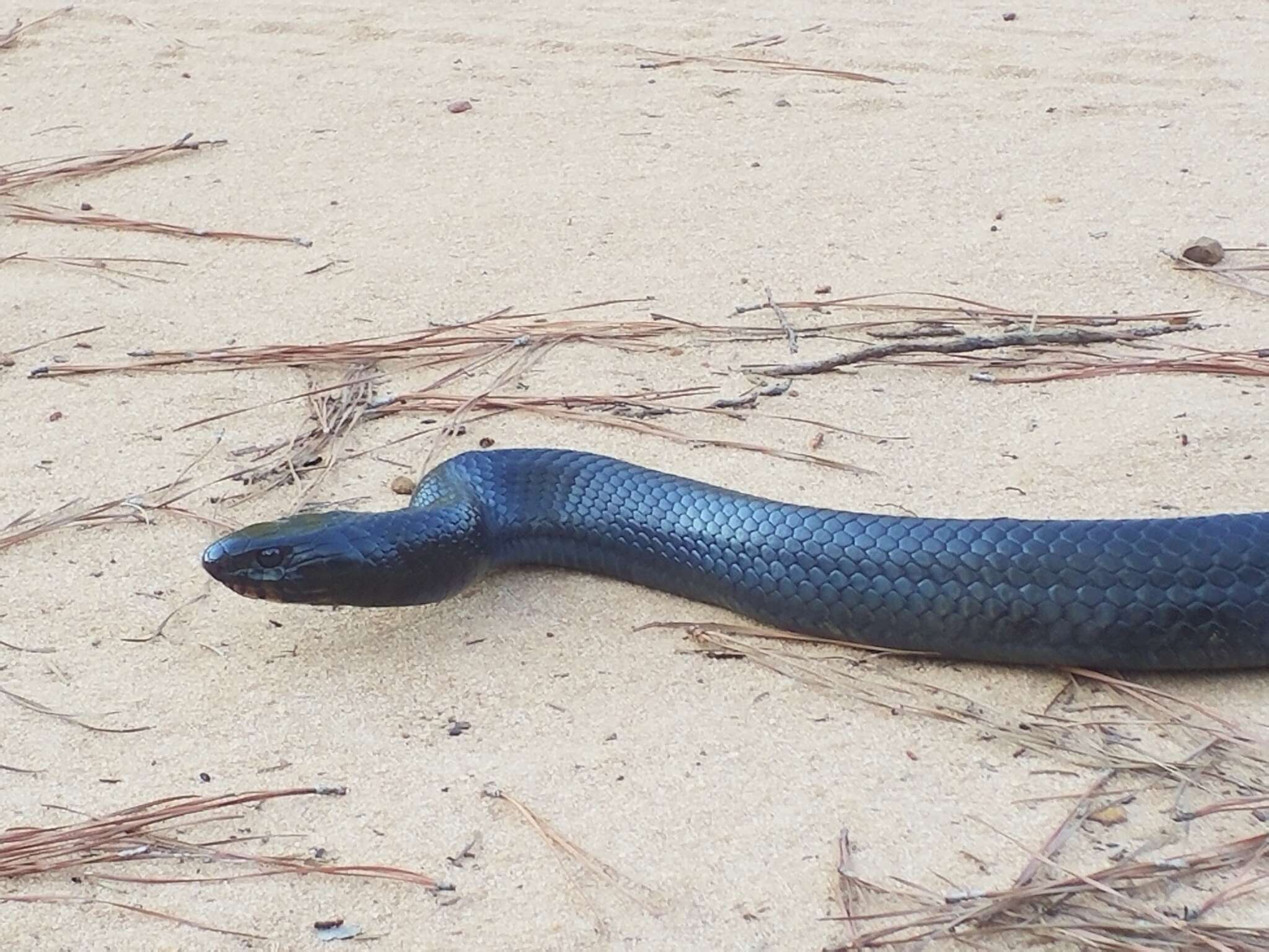 Image of Eastern Indigo Snake