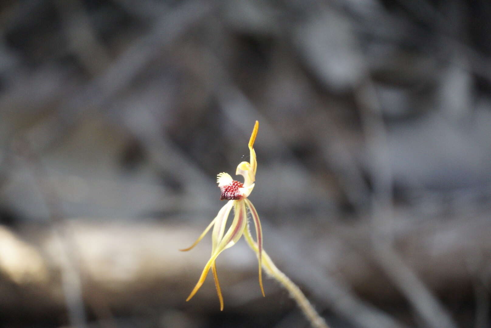 Image of Stumpy spider orchid