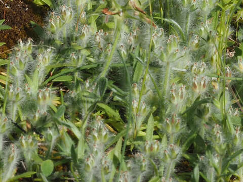 Image of Plantago bellardii subsp. bellardii