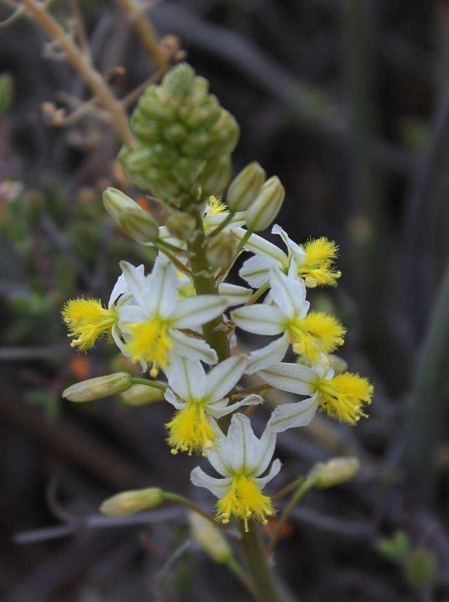 Image of Bulbine triebneri Dinter