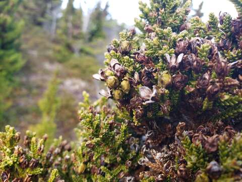 Image of Guaitecas Cypress