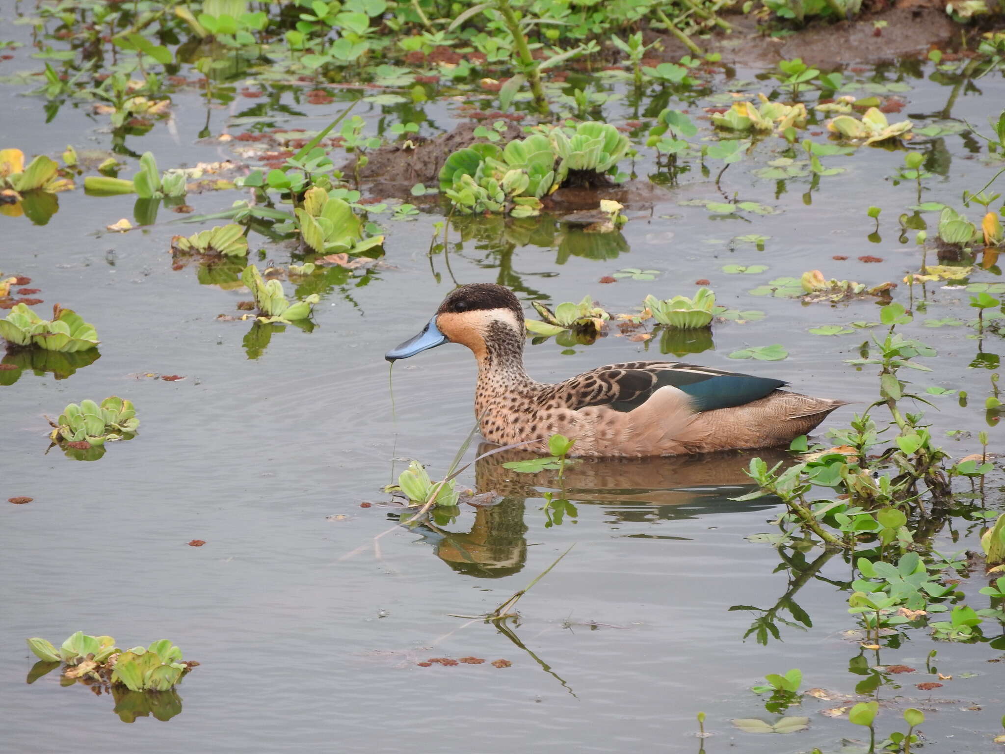 Image of Blue-billed Teal