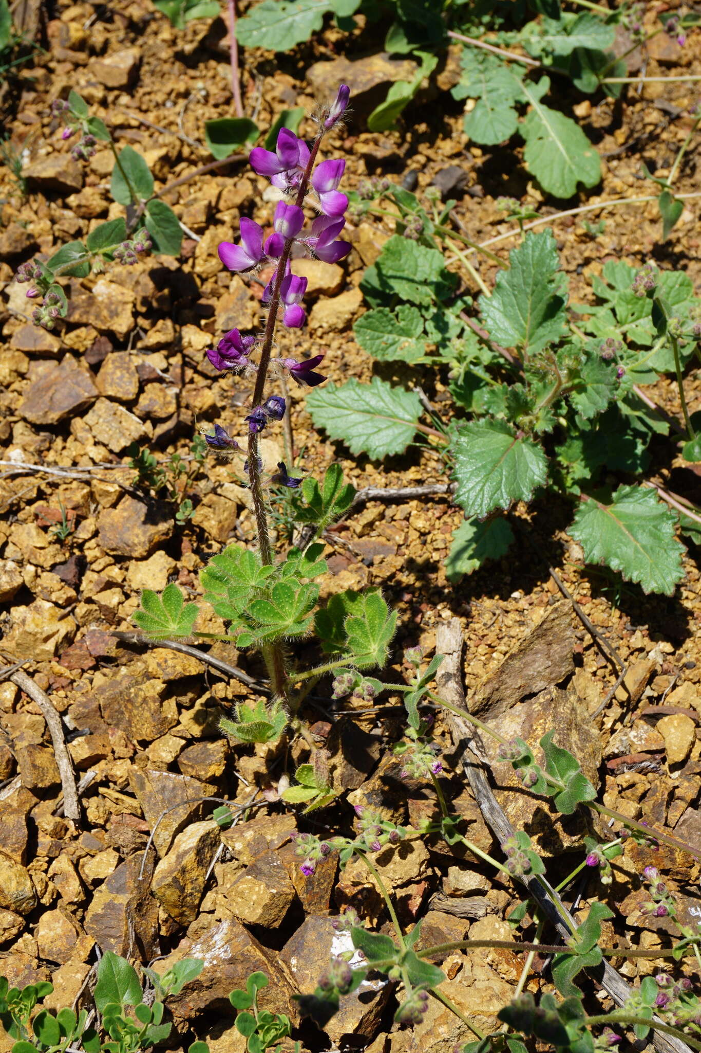 Plancia ëd Lupinus hirsutissimus Benth.