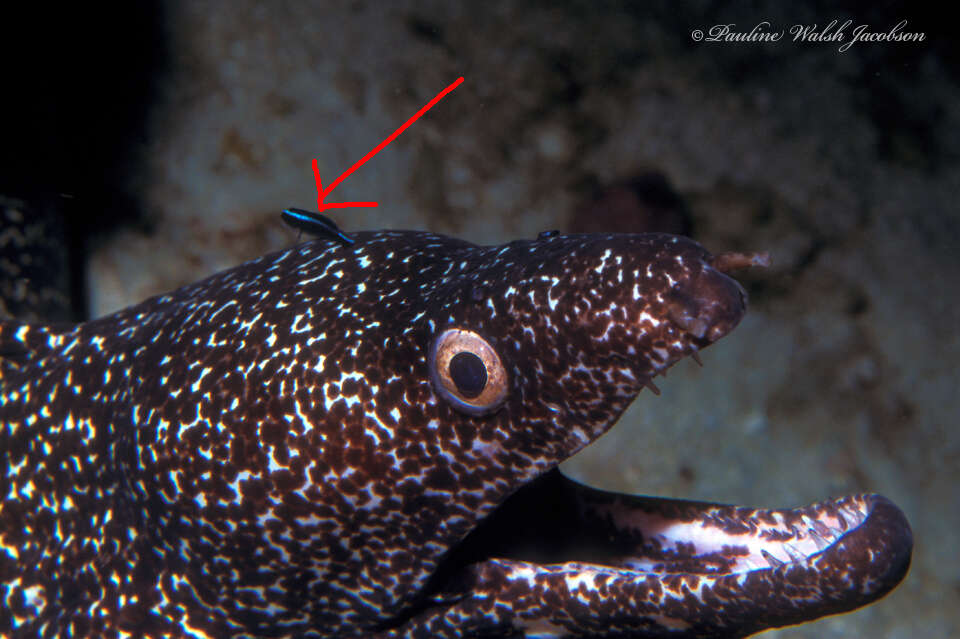 Image of Northern Neon Goby