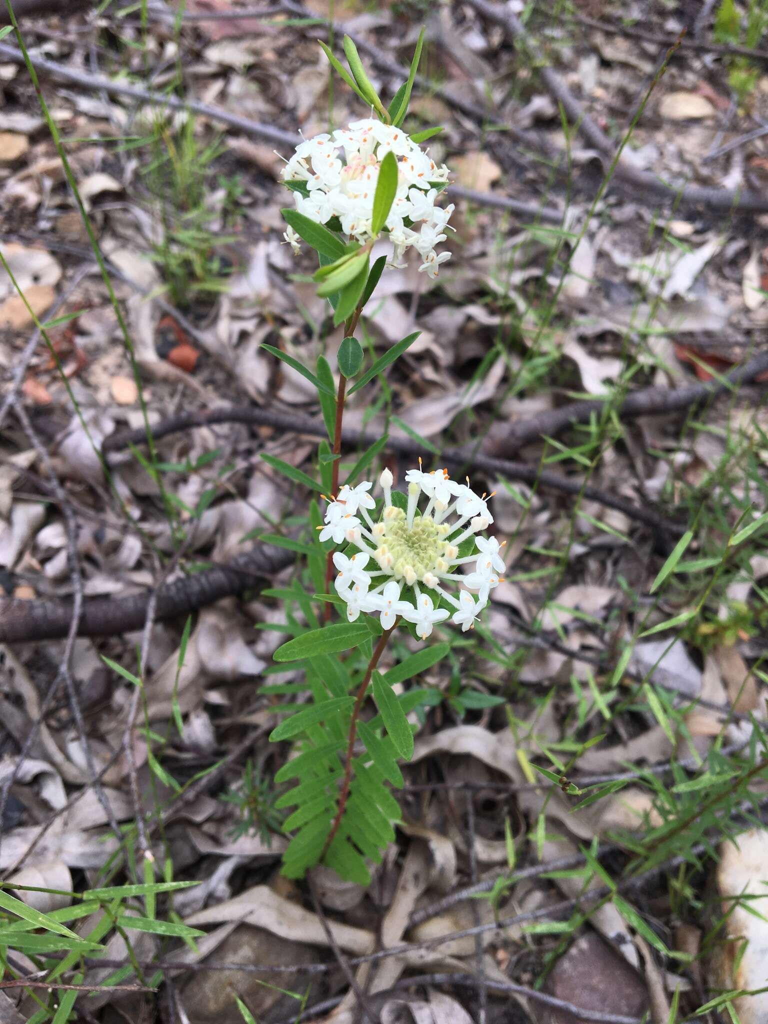 Image of Pimelea linifolia subsp. linifolia