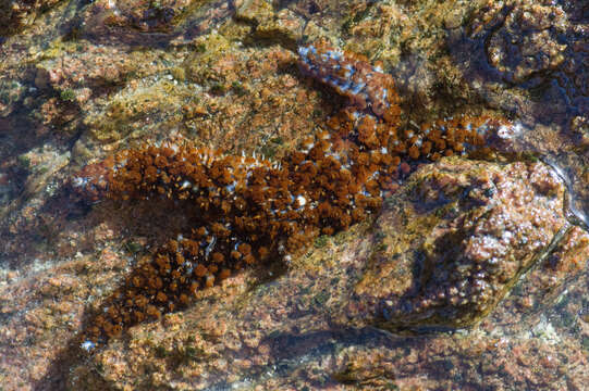 Image of white starfish