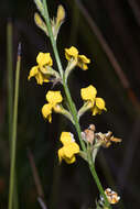 Image of Goodenia stelligera R. Br.