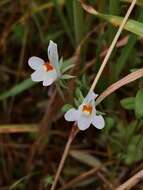 Image de Linaria reflexa (L.) Desf.