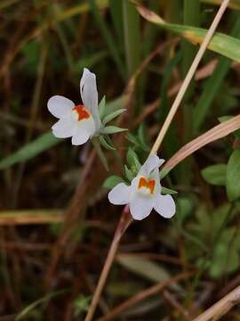 Image of Linaria reflexa (L.) Desf.