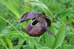 Image of Tibetian Cypripedium