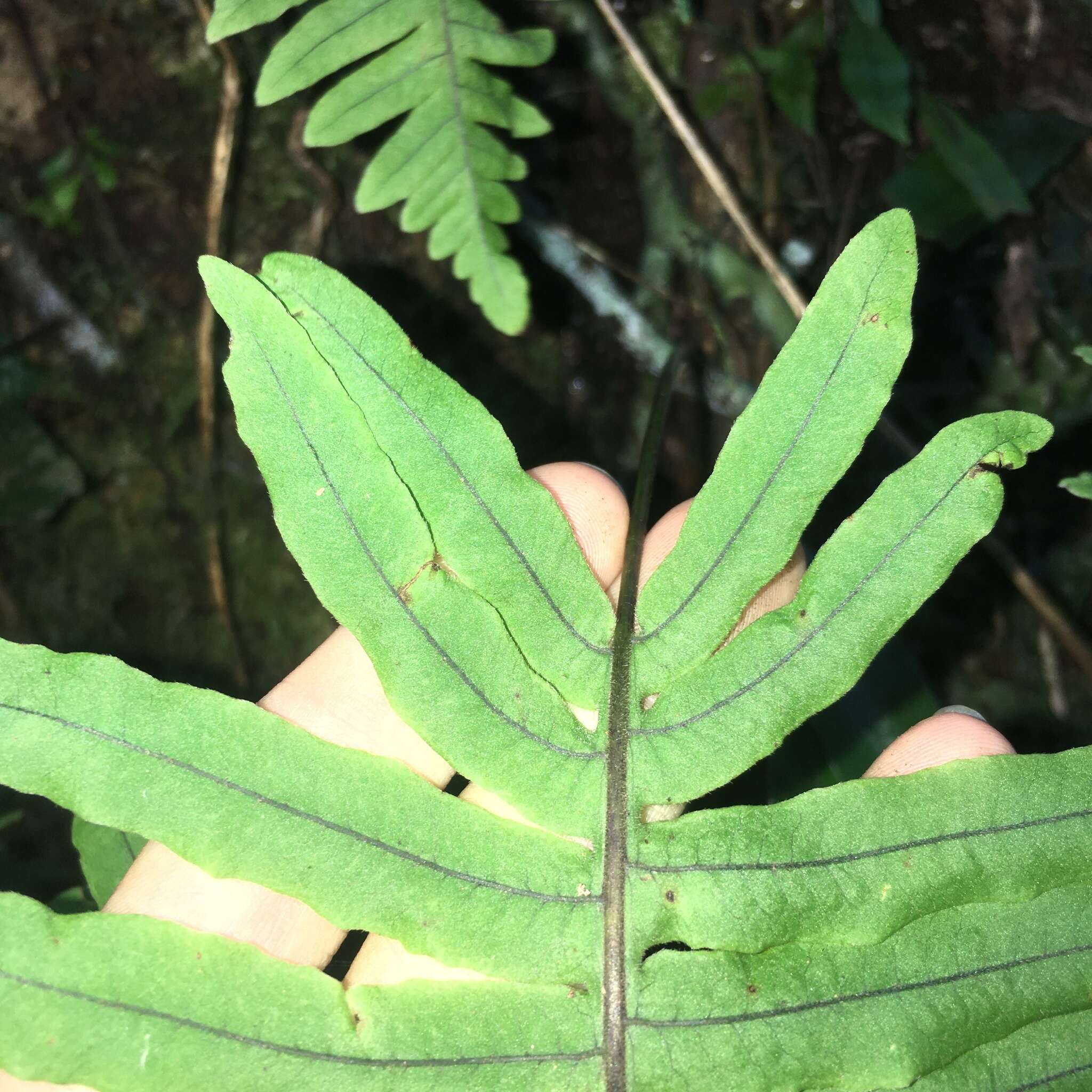 صورة Goniophlebium raishaense
