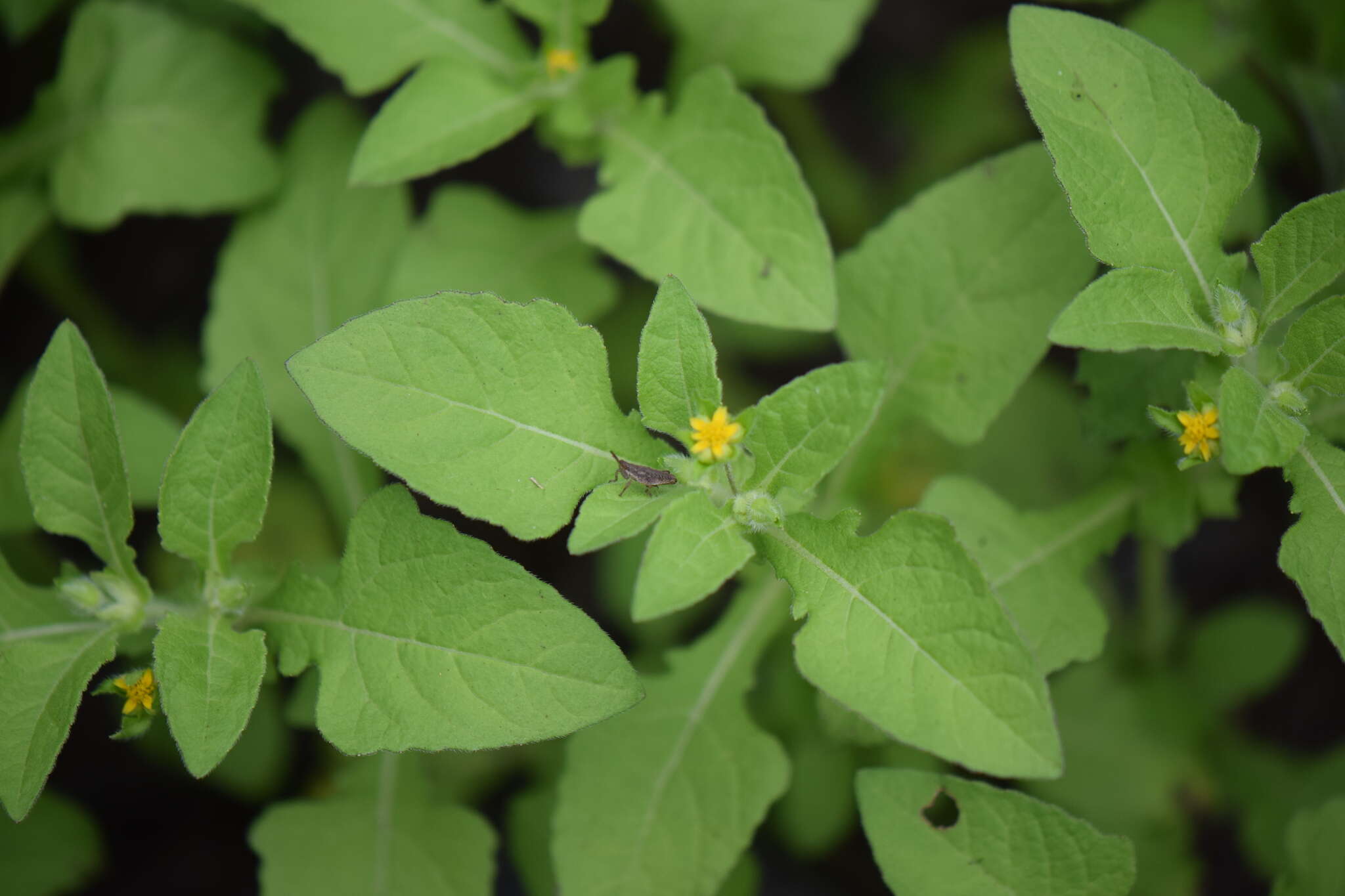 Imagem de Melampodium longifolium Cerv. ex Cav.