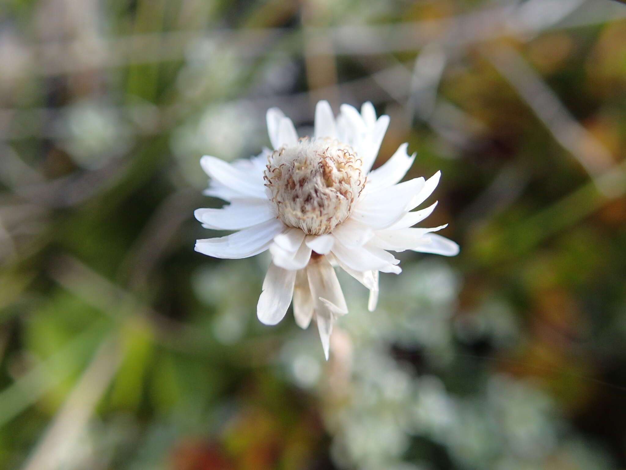 Image of Anaphalioides bellidioides (G. Forst.) D. Glenny