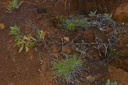 Image of Nepenthes vieillardii Hook. fil.