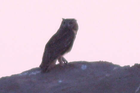 Image of Pharaoh Eagle-Owl