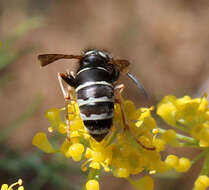 Image de Vespula consobrina (de Saussure 1854)