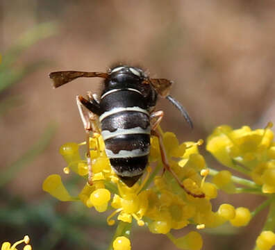 Image of Vespula consobrina (de Saussure 1854)