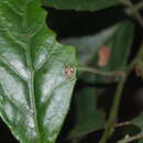 Image of Stephanitis (Norba) esakii Takeya 1931