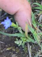 Plancia ëd Gentiana prostrata Haenke