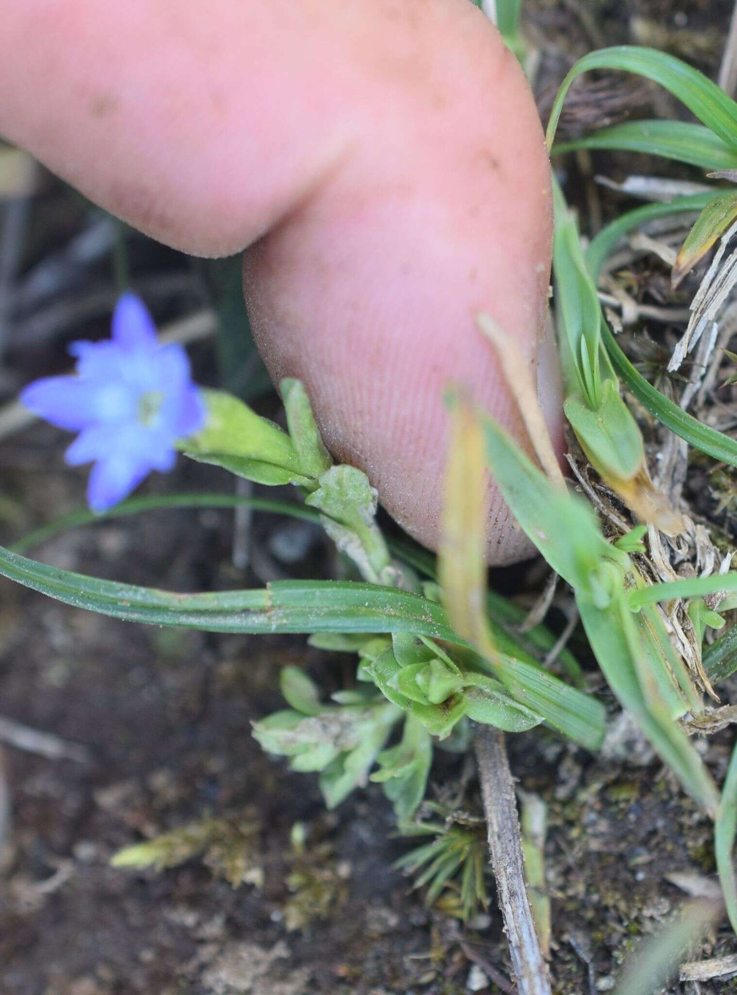 صورة Gentiana prostrata Haenke