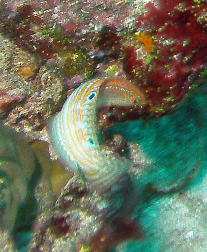 Image of Adorned wrasse