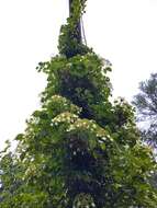 Image of Japanese climbing hydrangea