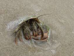 Image of Thinstripe Hermit Crab