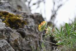 Image of Anthyllis vulneraria subsp. pindicola Cullen