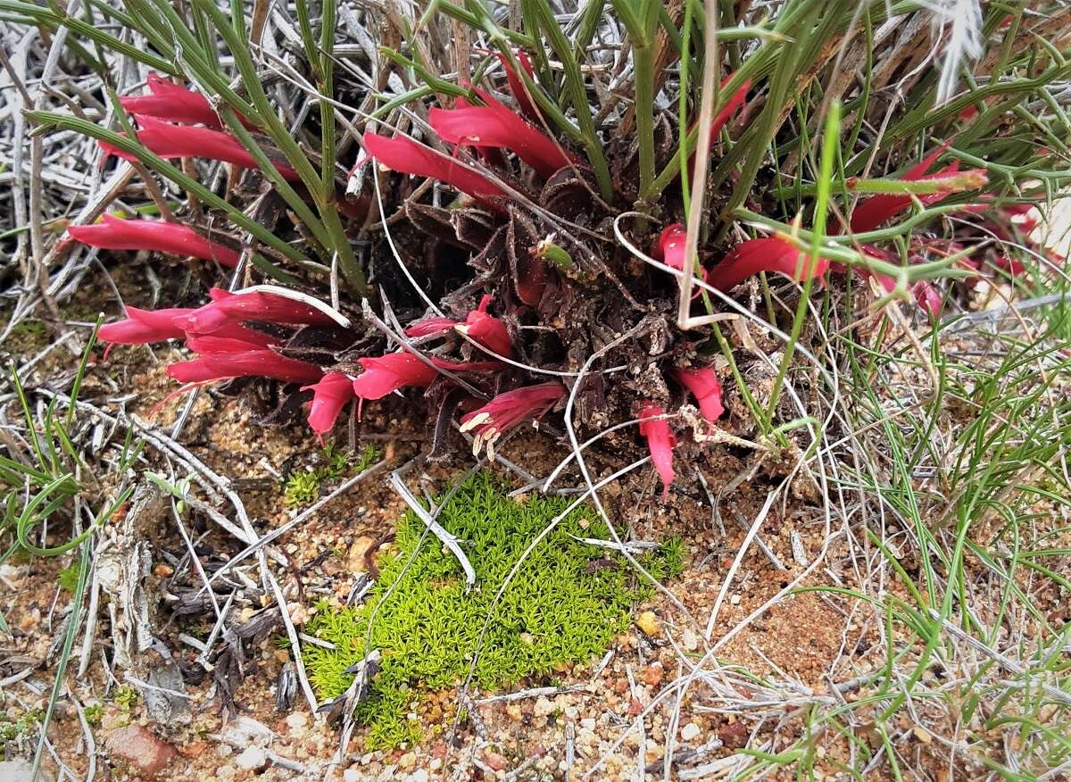 Image of Leptosema daviesioides (Turcz.) Benth.