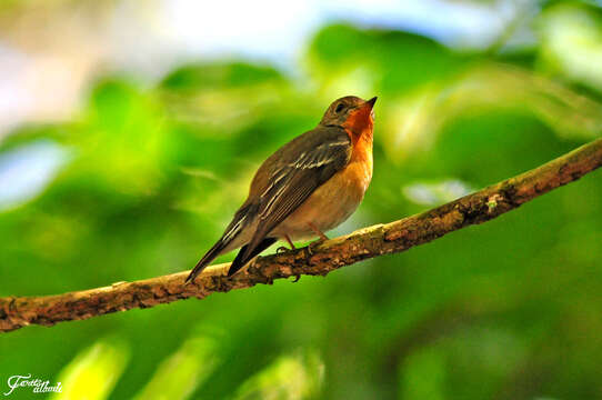 Image of Mugimaki Flycatcher