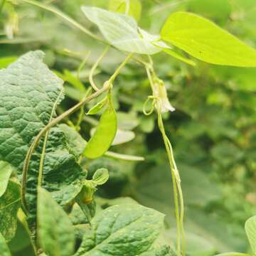 Image of Amphicarpaea edgeworthii Benth.