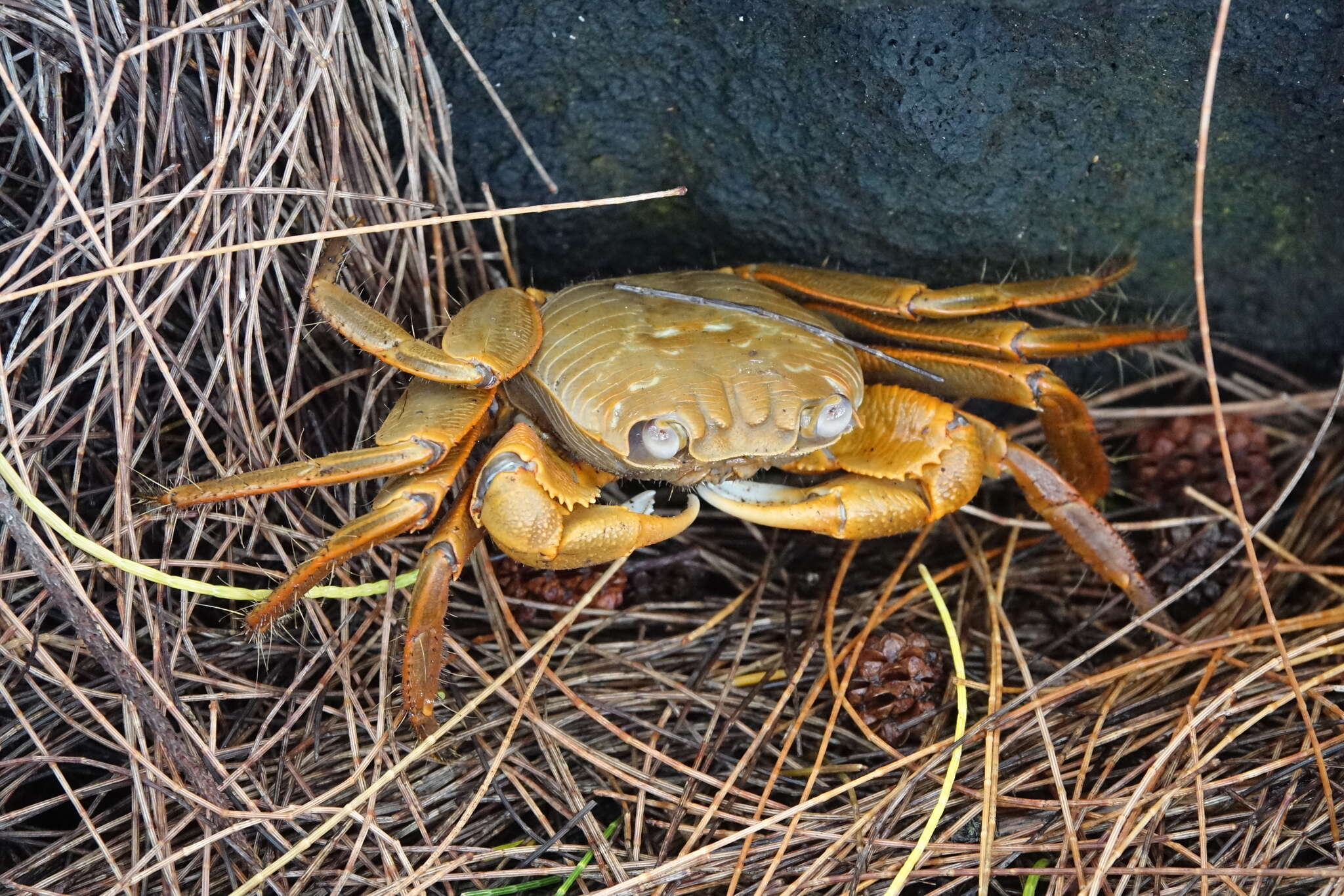 Image of Geograpsus Stimpson 1858