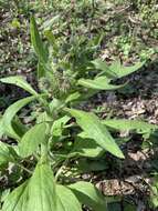 Sivun Cynoglossum dubium (Fisch. & C. A. Mey.) Greuter & Stier kuva