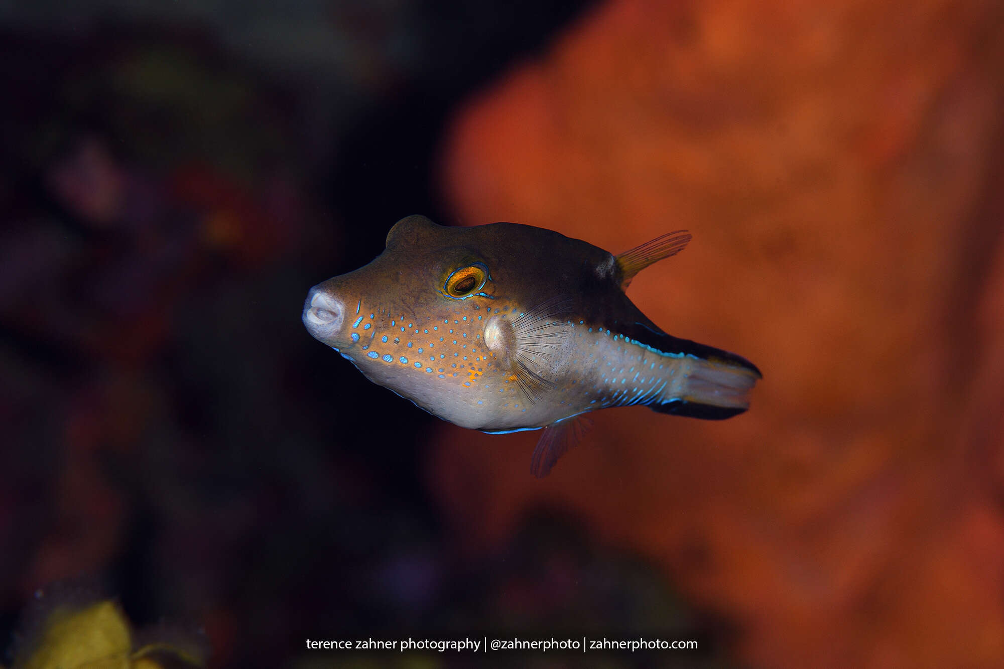 Слика од Canthigaster rostrata (Bloch 1786)