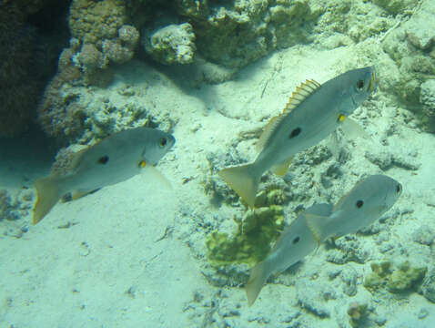 Image of Blackspot snapper