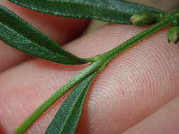 Image de Cyanothamnus polygalifolius