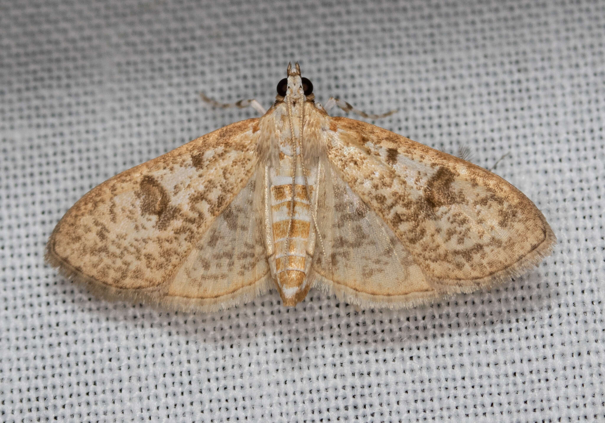 Image of Freeman's Palpita Moth