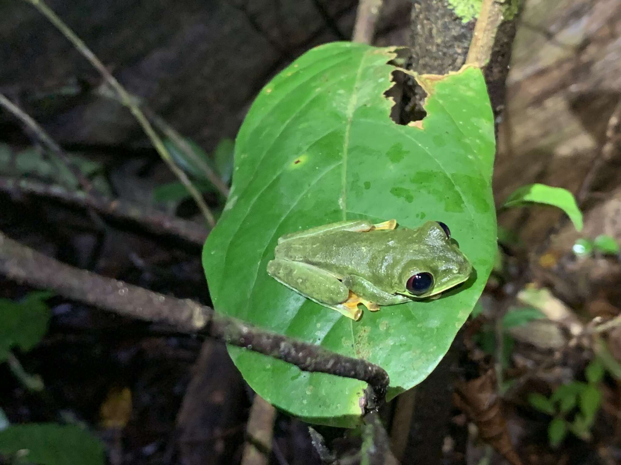 Image of Pink-sided Treefrog