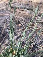 Image of Fendler's rockcress