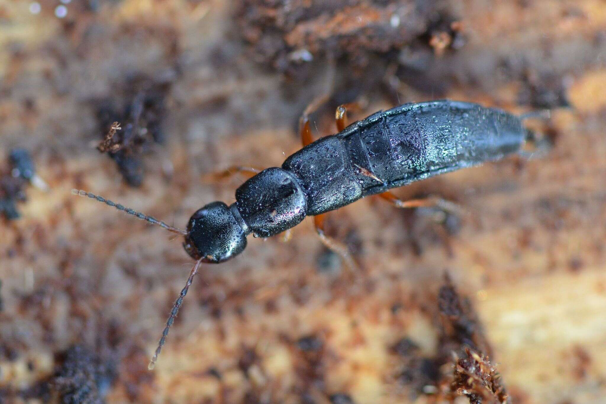 Ocypus (Angulephallus) brunnipes (Fabricius 1781) resmi