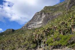 Image of Kentia Palm