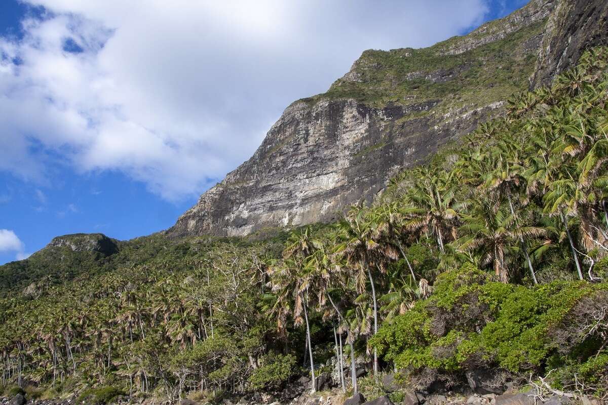 Howea forsteriana (F. Muell.) Becc. resmi