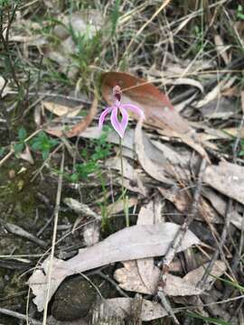 Image of Black-tongue caladenia