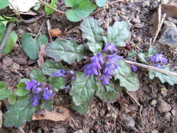 Image of Ajuga decumbens Thunb.