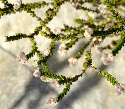 Image of Phylica incurvata Pillans