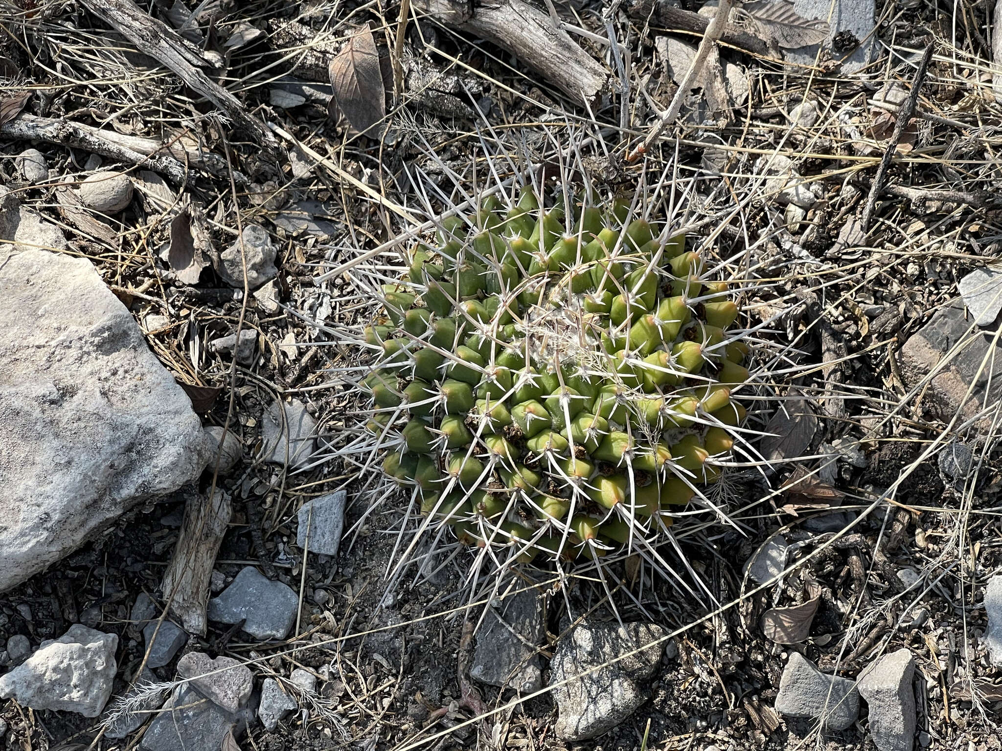 صورة Mammillaria compressa subsp. centralifera (Repp.) D. R. Hunt