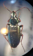 Image of Agonum (Olisares) cupripenne (Say 1823)