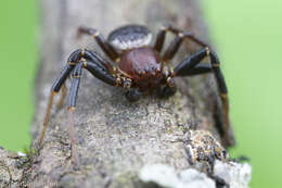 Image of Xysticus ellipticus Turnbull, Dondale & Redner 1965